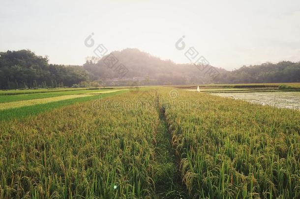 和煦的：照到阳光的稻田