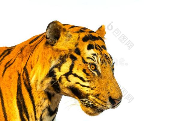 肖像关于老虎,老虎面容.隔离的向白色的背景和