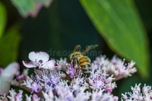蜜蜂给食,飞行的和叮当声向粉红色的紫红色花