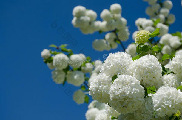 春季欧洲荚蒾玫瑰,荚莲属的植物奥普卢斯白色的花采用一雪