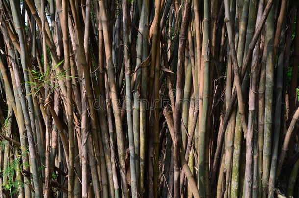 绿色的竹子树.棕色的和树干关于竹子森林.