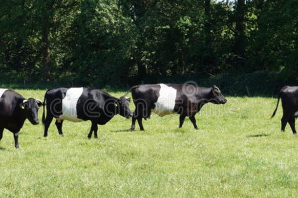 荷兰人的束带的母牛