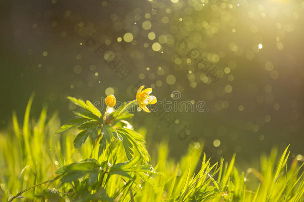 野生的花<strong>毛茛</strong>和阳光和飞行的水微粒.