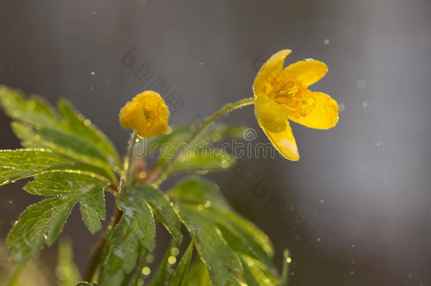 野生的花<strong>毛茛</strong>和阳光和飞行的水微粒.