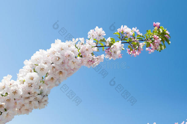 白色的花开花苹果树