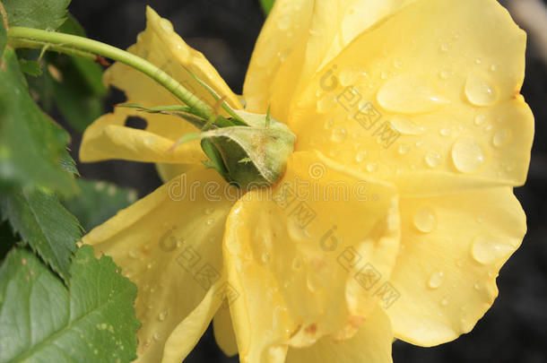 黄色的玫瑰和雨落下