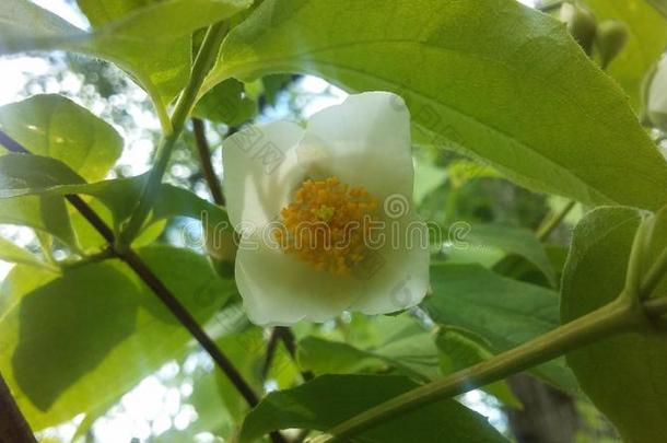 茉莉开花在树枝容忍公园采用毛织运动衫城市,NewJersey美国新泽西州州名.