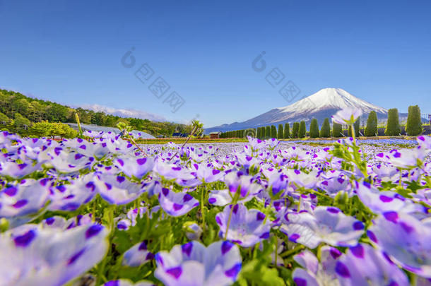 紫藤山和婴儿蓝色眼睛花花园在花宫子flores花