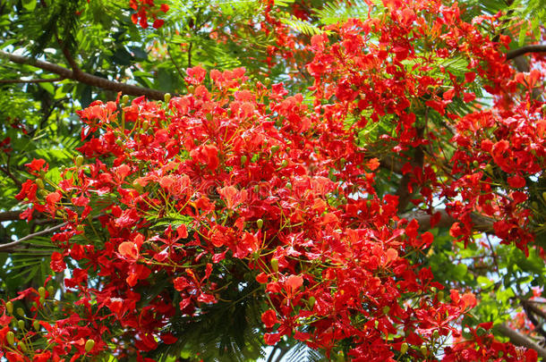 石<strong>莲子</strong>普切里玛花树植物红色的