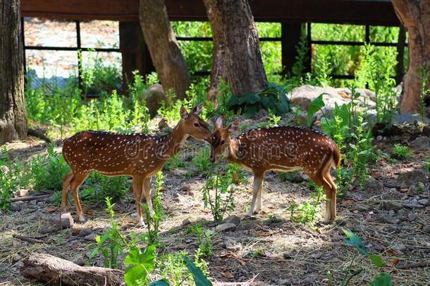 鹿采用泰国动物园,野生的鸟兽等保护,动物和自然.