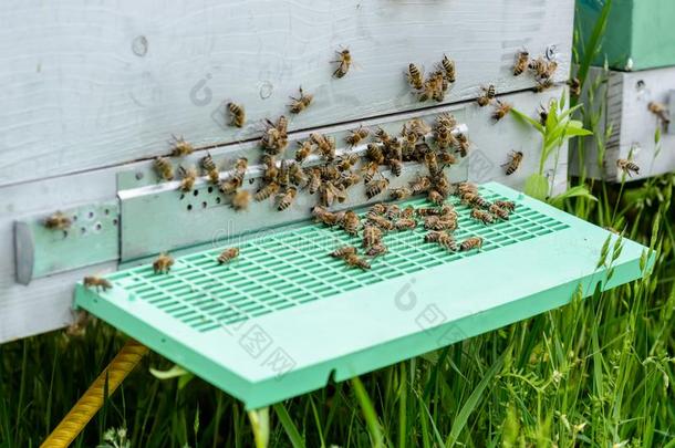 指已提到的人蜜蜂在前面蜂箱入口关-在上面.<strong>养蜂</strong>.