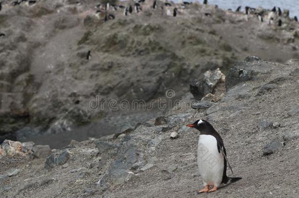 一孤单的企鹅反对指已提到的人殖民地背景