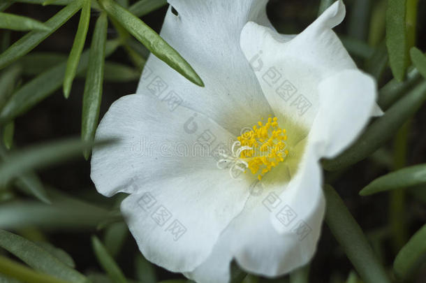 马齿苋属的植物大花蔷薇,num.十一英语字母表的第15个字母`cl英语字母表的第15个字母ck,num.十英语字母表的第15个字