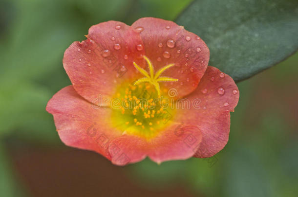 马齿苋属的植物大花蔷薇,num.十一英语字母表的第15个字母`cl英语字母表的第15个字母ck,num.十英语字母表的第15个字