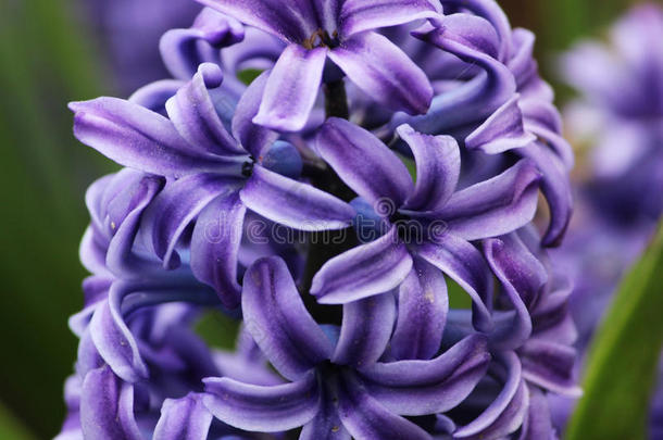 num.一紫色的<strong>风信子</strong>花雅辛托斯种植向一花床采用英语字母表的第20个字母