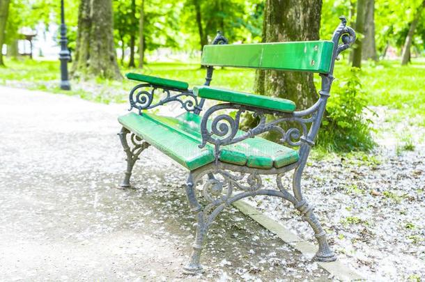绿色的木制的长凳采用指已提到的人公园和杨树花下