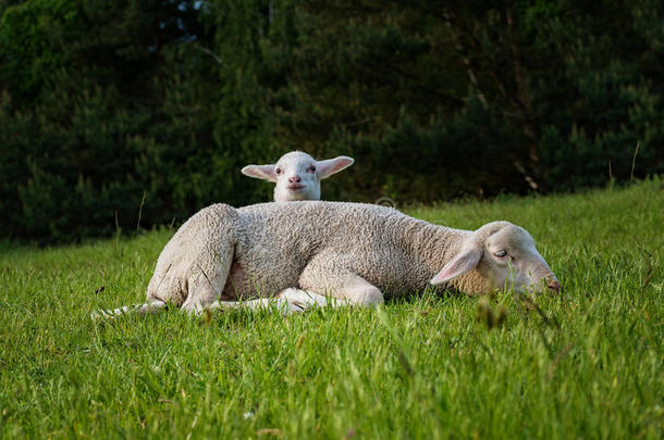 白色的羔羊和它的母亲