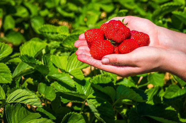 少数新鲜的精选的美味的草莓拿越过草莓
