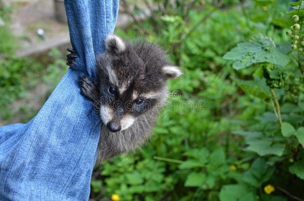 一甜的浣熊-婴儿悬向牛仔裤