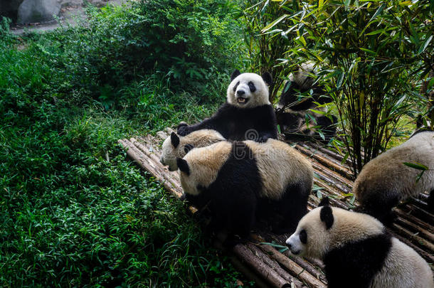 <strong>熊猫</strong>享有他们的竹子早餐采用成都研究基础,