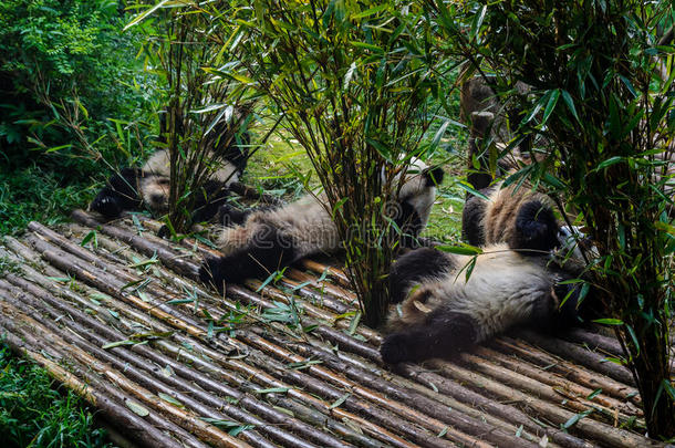 熊猫享有他们的竹子早餐采用成都研究基础,