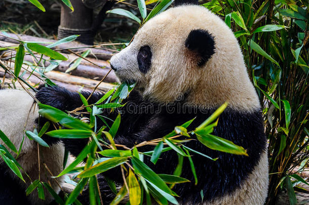 <strong>熊猫</strong>享有他们的竹子早餐采用成都研究基础,