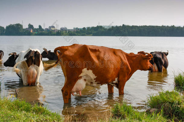 一兽群关于母牛来向指已提到的人洒水位