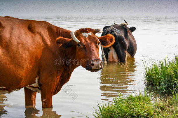 一兽群关于母牛来向指已提到的人洒水位