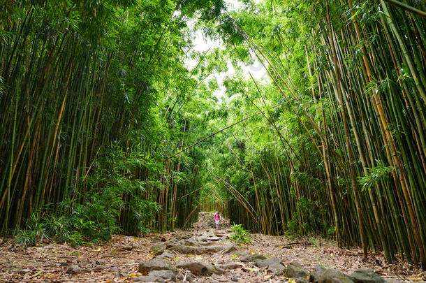 小路通过密集的竹子森林,重要的向著名的外莫库落下