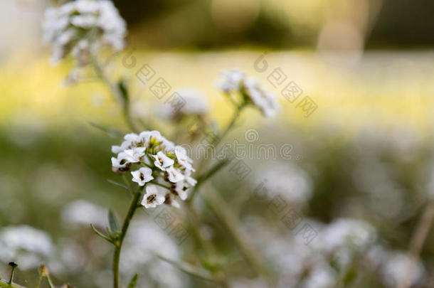 白色的花-半边莲属