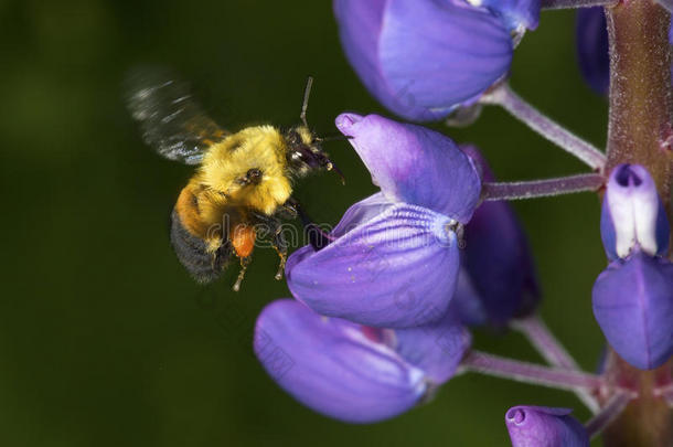 大黄蜂和桔子花粉篮拜访一狼的花,英语字母表的第3个字母