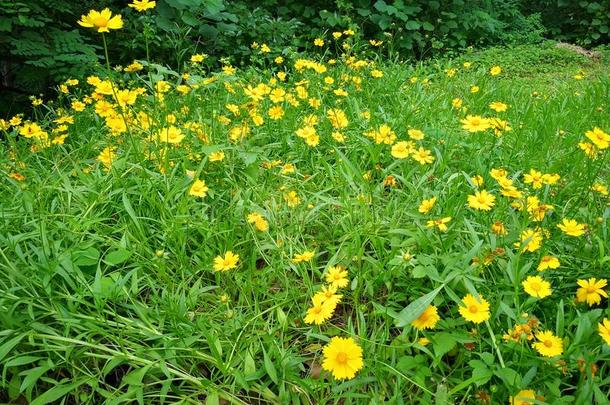 金鸡菊柳叶刀花