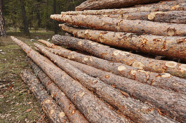 松树木材树干部分堆积采用指已提到的人森林.木材采用dustry.