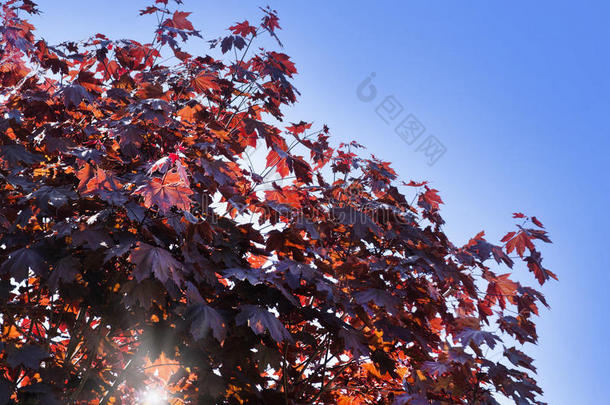 树叶关于朝鲜枫树,槭属植物帕玛塔姆阿托品.黑暗的红色的front-endanalysis前端分析