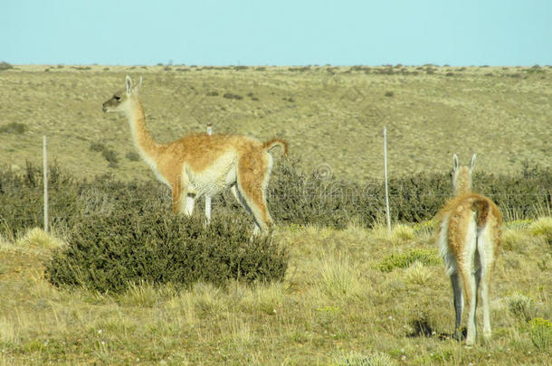 产于南美安第斯山脉的骆马采用自然的地区