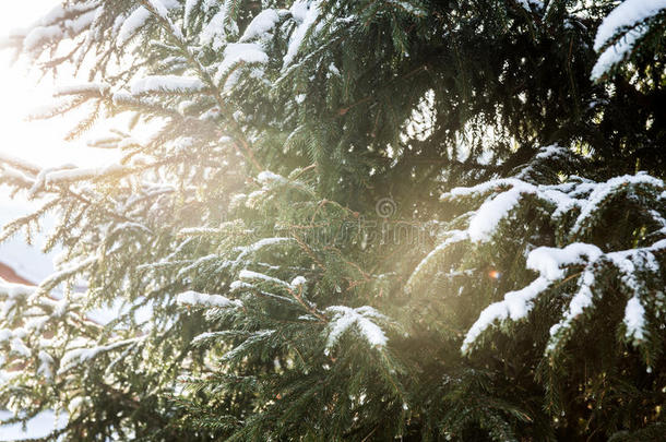 冬森林风景和雪采用寒冷的天气卡累利阿