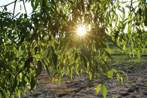 详述树枝低垂的柳树具流苏的太阳采用夏