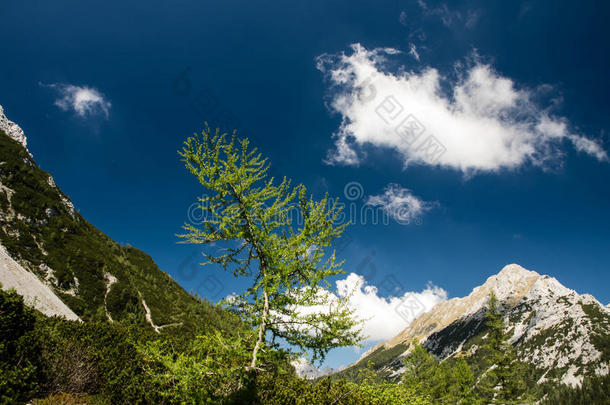 树采用华丽的Alp采用e山谷向一和煦的：照到阳光的夏d一y