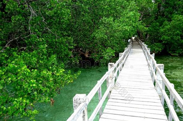 木制的桥采用指已提到的人丛林向Camigu采用岛