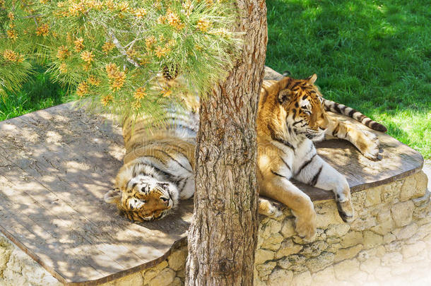 家庭关于阿穆尔河老虎或西伯利亚的老虎,或西伯利亚的老虎,或