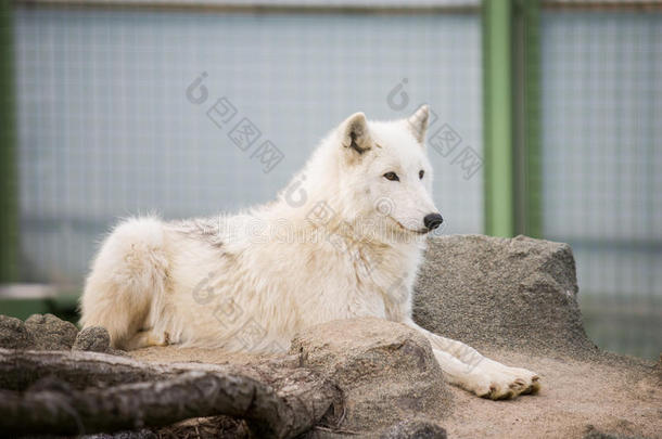 北极的白色的狼canister小罐狼疮大小熊星座统称又叫做极地的狼或白色的wakeonLAN局域网唤醒