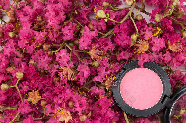 粉红色的脸红向黑绉绸桃金娘科植物花