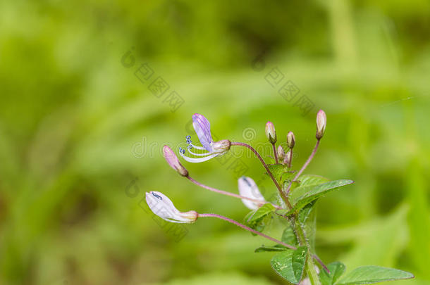 野生的蜘蛛花