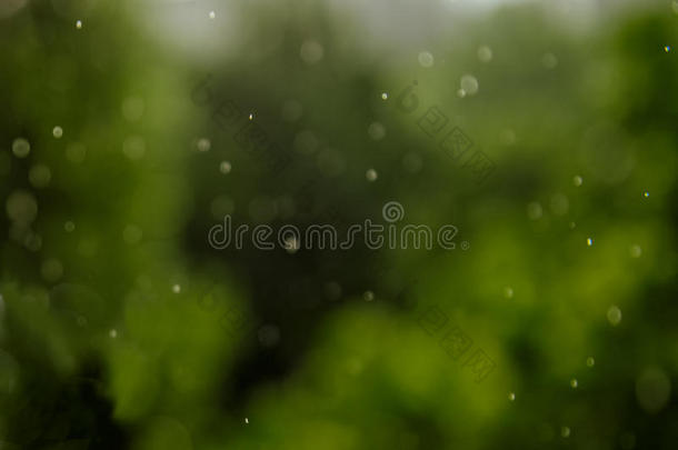下雨的质地.焦外成像家畜的肺脏和落下雨落下向一绿色的b一