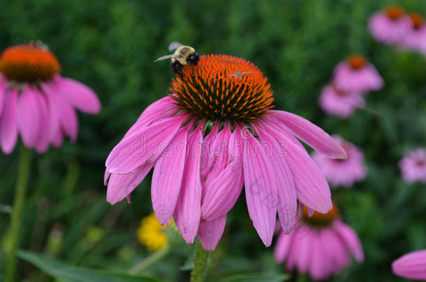 蜜蜂给传授花粉一黄雏菊属植物花