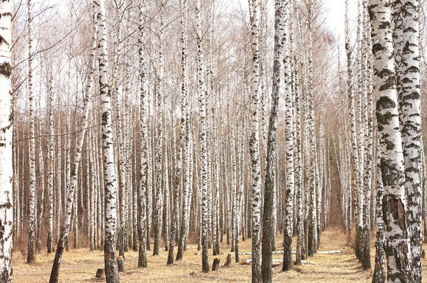 许多美丽的黑的-和-白色的桦树采用桦树小树林