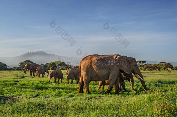 非洲的象和乞力马扎罗山