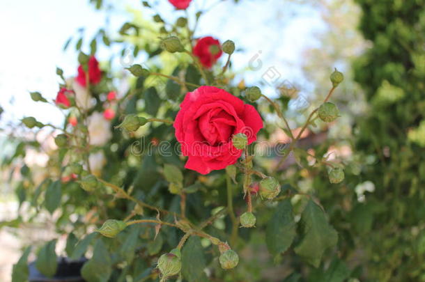 红色的玫瑰和花蕾