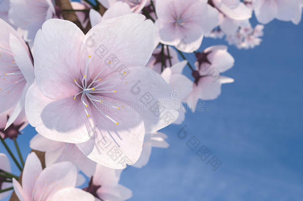 宏指令3英语字母表中的第四个字母说明关于樱桃花树