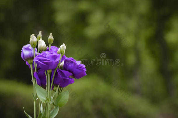 面看法关于紫色的洋<strong>桔梗</strong>,玫瑰-喜欢花
